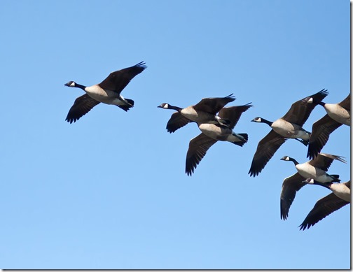 canada-geese
