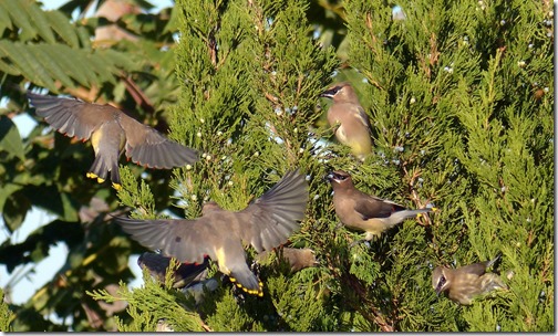 waxwingsflock