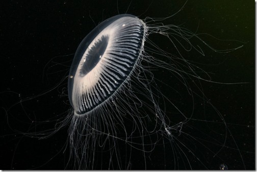 killer-alien-jellyfish-could-be-lurking-on-jupiter-aW1hZ2VzM